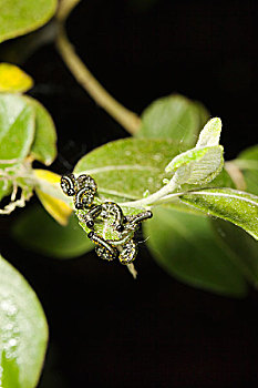 dự đoán bạch thủ