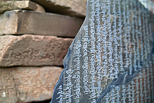 bạch thủ lô tô